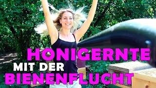 ► Honigernte mit Absperrgitter und Bienenflucht [upl. by Shiekh408]