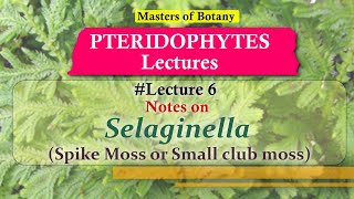 Lecture 6  Selaginella Spike or Little Club Moss Life Cycle  Pteridophyta Lecture Notes [upl. by Adlare]