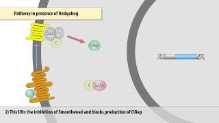 The Hedgehog signaling pathway in Drosophila [upl. by Ennoira]