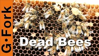 Dead Hive amp Winter Feeding  Beekeeping 101  GardenFork [upl. by Sykleb]