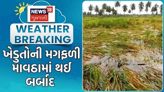 Jamnagar Rain News  ખેડુતોની મગફળી માવઠામાં થઈ બર્બાદ  Unseasonal Rain  Crop Damage  News18 [upl. by Arch170]