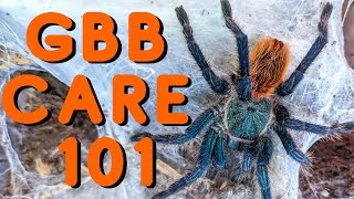 Green Bottle Blue Tarantula Care  Good tarantulas for beginners The Chromatopelma cyaneopubescens [upl. by Corneille24]