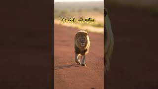 lion lionking girnar king azeemoshanshahenshahdjstatus [upl. by Eimile]