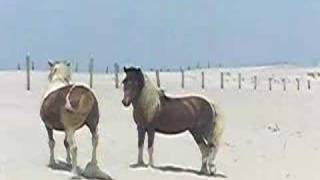 Dueling Stallions at Assateague [upl. by Ahsiken]