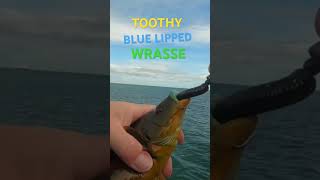 Lure Fishing for Wrasse fishing lurefishing lurefishingforwrasse wrassefishing [upl. by Prestige139]