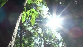 Harvesting Brazil Nuts and Timber in the Peruvian Amazon [upl. by Osmo652]