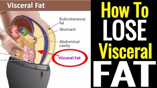 How To Lose Visceral Fat – Its Not As Hard As You Think [upl. by Constance]