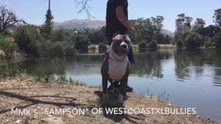 ManMades quotSampsonquot of WestCoast XL Bullies Son of King Leonidus XL Pitbull Stud XXL Pitbull Pup [upl. by Htrowslle]