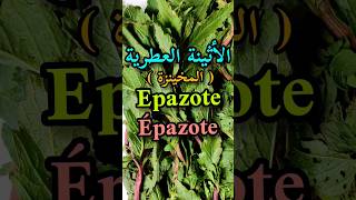 أهم فوائد المخينزةالأثينة العطريةEpazote benefitsJesuits teaLes bienfaits de lépazoteshorts [upl. by Cilurzo429]