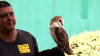 Cape Fear Raptor Center  Charter Day School [upl. by Aimil]