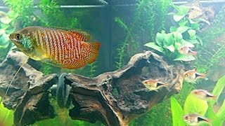 JUWEL Aquarium Rio 180 l Gesellschaftsbecken 5 Tage nach Einzug der Fische Teil 1 HD [upl. by Alrzc]