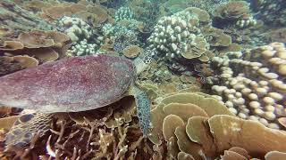 Tioman island  ClownfishTurtleBarracuda [upl. by Ayatan]