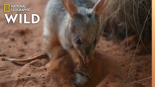 Meet The Bilby of Taronga Zoo  Secrets of the Zoo Down Under [upl. by Yhtir]