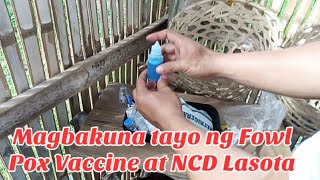 Magbakuna ng Fowl Pox Vaccine at NCD Lasota  Pox Vaccine NCD Lasota  RAFFYBOY [upl. by Adnawyt]