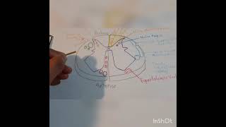 vías ascendentes espinotalamica ventral y dorsal espinocerebelosa vntral drsl y lemnisco medial [upl. by Louise]