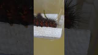 Woolly Bear Caterpillar caterpillar shorts [upl. by Flita]