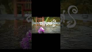 කවියක් වී cover 💞💗 kawiyakwee cover viralvideo nature music srilanka [upl. by Ahsar197]