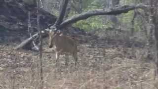 Lichtenstein´s Hartebeest Sigmoceros lichtensteini [upl. by Atilem]