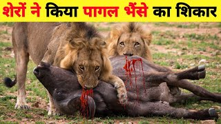 The Best Lion kill Buffalo Video Ever Battle at Kruger National ParkWildearth Animals Attacks lion [upl. by Oluas]