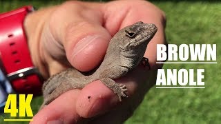 Cuban Brown Anole Lizard 4K Texas Invasive Species [upl. by Ised]