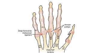 MetaCarpoPhalangeal Joints WRIST AND HAND COMPLEX [upl. by Bannister782]