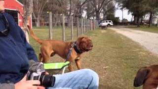 Dogue de Bordeaux aggressive [upl. by Ecital16]