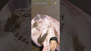 stingray fish rescue oceanrescue fishing fish stingray sealife shark oceandiscovery [upl. by Melone]