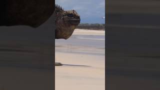 😳 Watch this 5ft Marine Iguana run Full video now live wildlife animals wildlifefilmmaking [upl. by Junie]