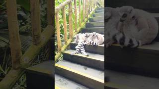 RingTailed Lemur and WhiteFaced Saki Monkey [upl. by Fang]