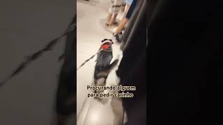 Laika feliz na Renner renner music pets [upl. by Ahsirtal]