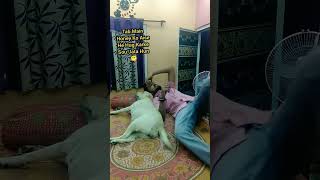 The Most Beautiful Love In The World ❤️ dog labrador ytshorts shorts youtubeshorts pets [upl. by Leahcimnaj661]