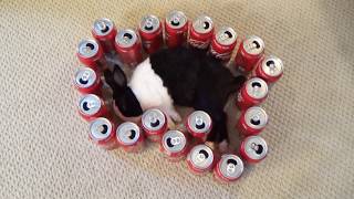 Waking a sleeping rabbit by surrounding him with Coke cans [upl. by Nowell]