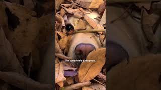 Leaf Piles Are This Dog’s Ultimate Playground  The Dodo [upl. by Soluk392]