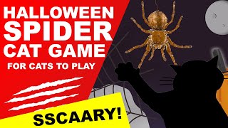 Cat Game Halloween  Scary Spider [upl. by Refinnej]