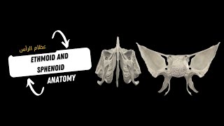 عظام الرأس والرقبة المحاضرة الرابعة الاساسية  Bones Of The Skull Ethmoid And Sphenoid [upl. by Bove508]