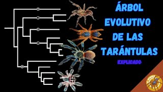 EXPLICANDO TODA LA EVOLUCIÓN Y DIVERSIDAD DE TARÁNTULAS [upl. by Pickering409]