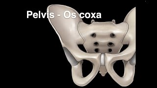 Pelvis Osteology Os coxa [upl. by Skipper]