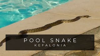 Dont Fear The Poolside Snake  Kefalonia Greece [upl. by Candice]