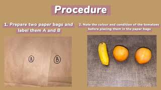 FORM 5 KSSM BIOLOGY ACTIVITY 52 Effects of Presence of a Phytohormone on Fruit Ripening [upl. by Festatus946]