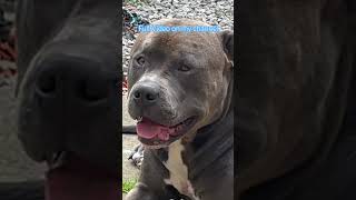 XLBully Ban The Monsters We Create Full Video On My Channel dog xlbully doglover bulldog [upl. by Hsakaa]