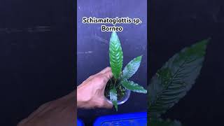 Schismatoglottis sp Borneo ホマロメナ nature homalomena houseplants plants indoorplants garden [upl. by Ecinwahs]