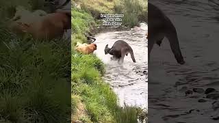 kangaroo throw mad dog like mma fighter shortvideo shortsfeed shorts subscribe trending views [upl. by Eamaj318]