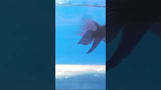 Fighter music love arabic aquarium fish [upl. by Cleavland677]