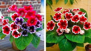 How to Plant Gloxinia Summer Garden Guide [upl. by Enalahs]