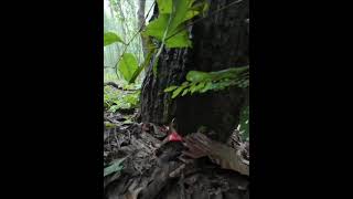 Red russula russula emetica Its perfectly safe when boiled or pickled [upl. by Stover44]