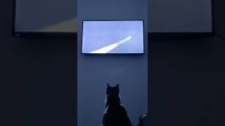 Liebchen Viale Rigo  Cat watches disturbing Dross video DrossRotzank [upl. by Islean]