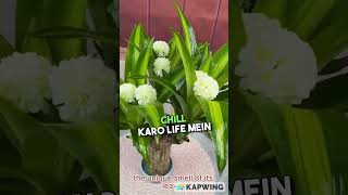 LUCKY BRAZIL WOOD POTTED PLANT  Buy Lucky Wood Plant Brazilian Wood in India Online  Lucky Wood [upl. by Abran890]