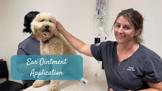 Applying Ear Ointment to Your Dog’s Ears [upl. by Erl90]