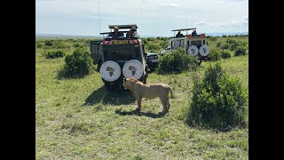 The Masai Mara National Reserve Kenya  2024 maasaimara maasaimaranationalreserve safarivehicle [upl. by Allenad]