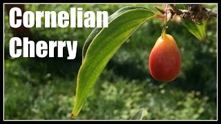 Cornelian Cherry Cornus mas Fruiting  Ninja Gardening  Episode 59 [upl. by Pyle]